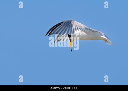 Seeschwalbe (Sternula albifrons) im Zuchtgefieder im Flug schwebend über dem Meereswasser, im Frühjahr auf der Suche nach Fischen Stockfoto