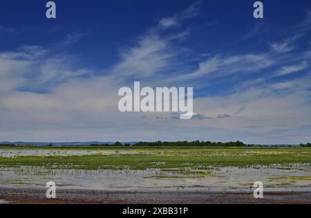 Malerischer Blick auf den Zicksee im Burgenland, Österreich Stockfoto