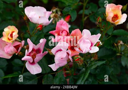 Nahaufnahme der mehrfarbigen rosa und roten Blüten des sommerblühenden Blumenbündelgartens Rose rosa nur für Ihre Augen. Stockfoto