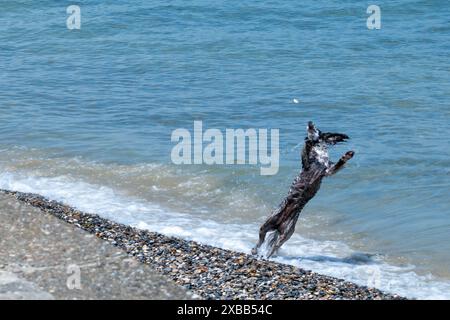 Ein schwarz-weißer englischer springer Spaniel Hund, der an einem Kiesstrand in der Nähe des Meeres spielt. Der Hund fängt Kieselsteine, die ihm von seinem Besitzer geworfen wurden Stockfoto