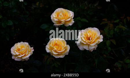 Nahaufnahme der gelben Blüten des wiederholt blühenden Gartenstrauchs Rose rosa Glorious. Stockfoto