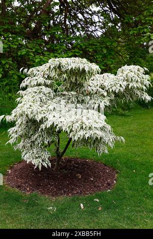 Nahaufnahme der welligen grünen Blätter mit cremeweißen Rändern des Gartenstrauchs cornus kousa Wolfsaugen. Stockfoto