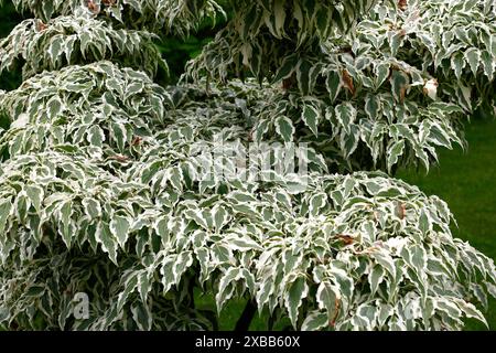 Nahaufnahme der welligen grünen Blätter mit cremeweißen Rändern des Gartenstrauchs cornus kousa Wolfsaugen. Stockfoto