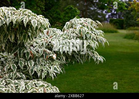 Nahaufnahme der welligen grünen Blätter mit cremeweißen Rändern des Gartenstrauchs cornus kousa Wolfsaugen. Stockfoto