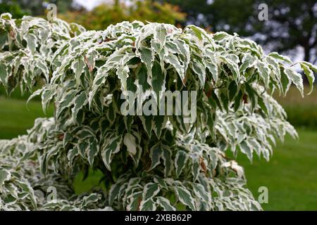 Nahaufnahme der welligen grünen Blätter mit cremeweißen Rändern des Gartenstrauchs cornus kousa Wolfsaugen. Stockfoto