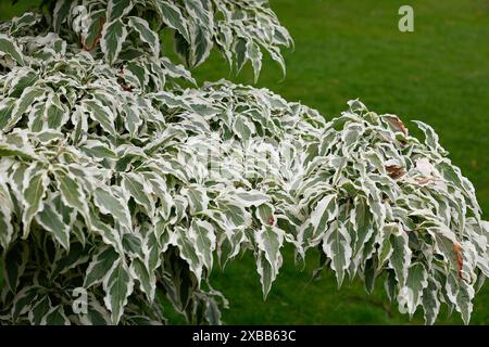 Nahaufnahme der welligen grünen Blätter mit cremeweißen Rändern des Gartenstrauchs cornus kousa Wolfsaugen. Stockfoto