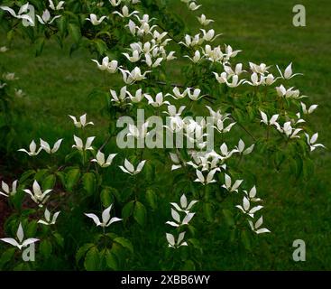 Nahaufnahme der kleinen weißen Blüten des Frühsommer blühenden mehrjährigen kleinen Hundeholzbaums cornus kousa tsukuba No Mine. Stockfoto