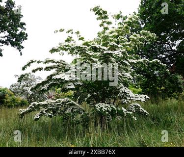 Nahaufnahme der cremeweißen sternförmigen Blüten des Frühsommer blühenden, niedrig wachsenden Hartholzbaums cornus kousa Milchstraße. Stockfoto