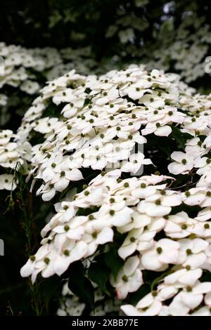 Nahaufnahme der cremeweißen sternförmigen Blüten des Frühsommer blühenden, niedrig wachsenden Hartholzbaums cornus kousa Milchstraße. Stockfoto