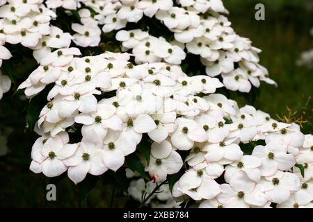Nahaufnahme der cremeweißen sternförmigen Blüten des Frühsommer blühenden, niedrig wachsenden Hartholzbaums cornus kousa Milchstraße. Stockfoto