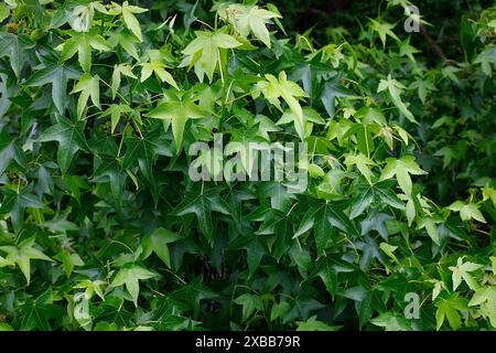 Nahaufnahme der sommergrünen, ahornartigen Blätter des Gartenbaums liquidambar styraciflua worplesdon. Stockfoto