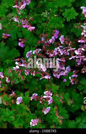 Großaufnahme von lila-rosa weiß umrandeten Blüten des Sommers blühend niedrig wachsende krautige mehrjährige Bodendeckpflanze Geranium cantabrigiense hanne. Stockfoto