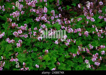 Großaufnahme von lila-rosa weiß umrandeten Blüten des Sommers blühend niedrig wachsende krautige mehrjährige Bodendeckpflanze Geranium cantabrigiense hanne. Stockfoto