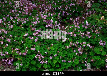 Großaufnahme von lila-rosa weiß umrandeten Blüten des Sommers blühend niedrig wachsende krautige mehrjährige Bodendeckpflanze Geranium cantabrigiense hanne. Stockfoto