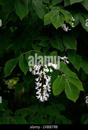 Nahaufnahme der weißen hängenden Blumengrümpfe des amerikanischen Gelbholzgartenbaums cladrastis kentukea. Stockfoto