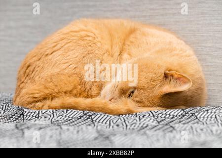 Rote Katze liegt eingerollt auf dem Bett. Die Katze schläft eingerollt. Niedliche Katze schlafend. Katze schläft auf dem Bett Stockfoto