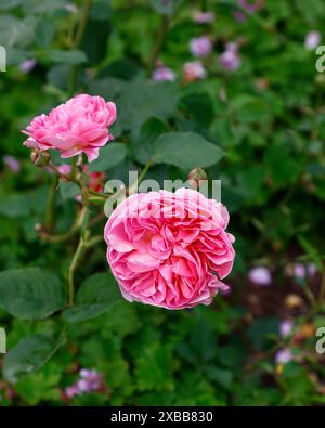 Nahaufnahme der rosafarbenen Blume der Sommerblühenden David Austin English Garden Rose rosa Boscobel. Stockfoto