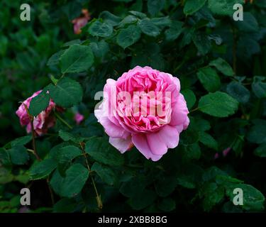 Nahaufnahme der rosa Blume der Sommerblühenden englischen Hybridrose rosa Prinzessin alexandra von kent. Stockfoto