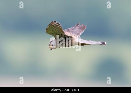 Männlicher Kestrel auf der Suche nach Beute Stockfoto