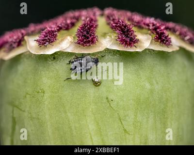 Nahaufnahme der Blattlausfaulung am reifenden Mohnkopf Stockfoto