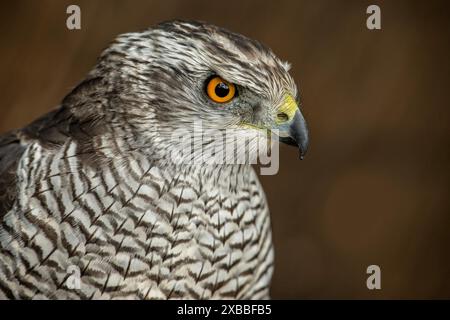 Eine detaillierte Nahaufnahme zeigt die komplizierten Merkmale eines nördlichen Goshawk, der seinen intensiven Blick und sein elegantes Gefieder zeigt. Stockfoto