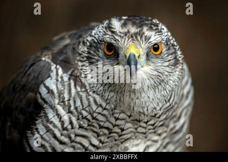 Eine detaillierte Nahaufnahme zeigt die komplizierten Merkmale eines nördlichen Goshawk, der seinen intensiven Blick und sein elegantes Gefieder zeigt. Stockfoto