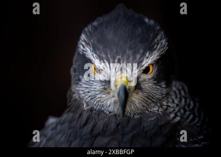 Nahaufnahme eines nördlichen Goshawk mit leuchtenden gelben Augen vor dunkler Kulisse. Stockfoto