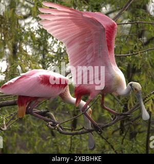 Zwei Rosenlöffelschnabel auf einem Baumzweig mit üppigem grünem Laub im Hintergrund Stockfoto