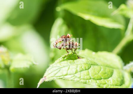 Paarung der Conopidenfliegen (Sicus ferrugineus) im Richmond Park, Surrey Stockfoto