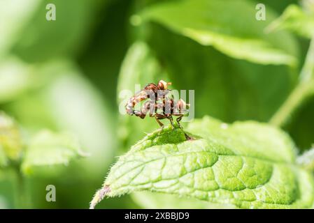 Paarung der Conopidenfliegen (Sicus ferrugineus) im Richmond Park, Surrey Stockfoto