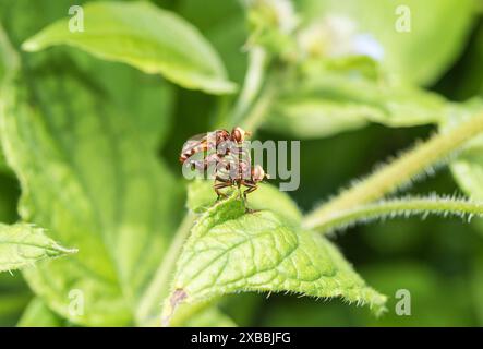 Paarung der Conopidenfliegen (Sicus ferrugineus) im Richmond Park, Surrey Stockfoto