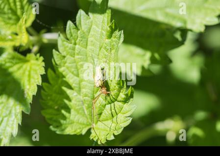 Weibliche Stretchspinne (Tetragnatha extensa), die auf einem Brennnesselblatt bei Rye Meads, Herts, ruht Stockfoto