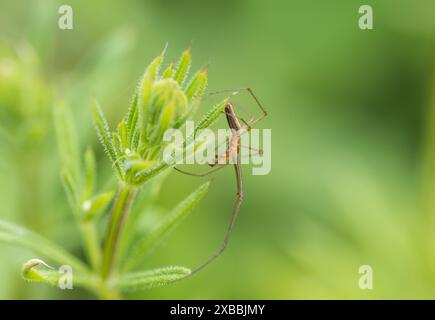 Männliche Dehnungsspinne (Tetragnatha extensa) bei Rye Meads, Herts Stockfoto