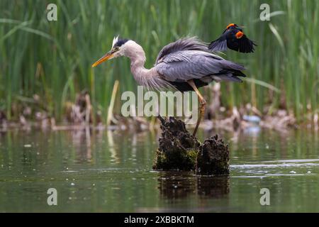 Rotflügelbarsch greift den Blaureiher an Stockfoto