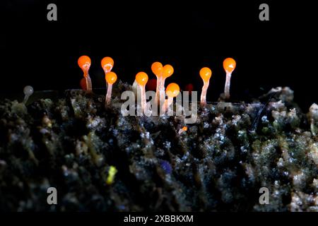 Hämatrichia sp. Von Slime Mold - Pisgah National Forest, in der Nähe von Brevard, North Carolina, USA Stockfoto