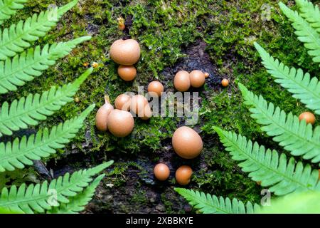 Lycogala Epidendrum, auch bekannt als Wolfsmilch oder groening's Slime - Brevard, North Carolina, USA Stockfoto