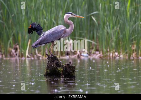 Rotflügelbarsch greift den Blaureiher an Stockfoto