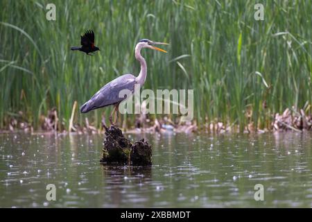 Rotflügelbarsch greift den Blaureiher an Stockfoto