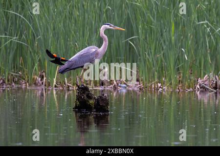 Rotflügelbarsch greift den Blaureiher an Stockfoto