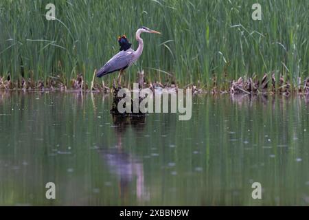 Rotflügelbarsch greift den Blaureiher an Stockfoto