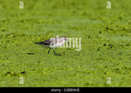 Der halbpalmierte Sandfänger (Calidris pusilla) im Sumpf Stockfoto