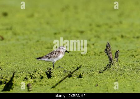 Der halbpalmierte Sandfänger (Calidris pusilla) im Sumpf Stockfoto