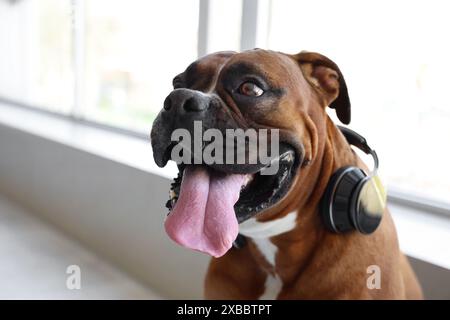 Boxerhund mit Kopfhörern in der Nähe des Fensters zu Hause, Nahaufnahme Stockfoto