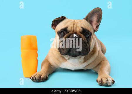 Süße französische Bulldogge mit einer Flasche Sonnencreme auf blauem Hintergrund Stockfoto