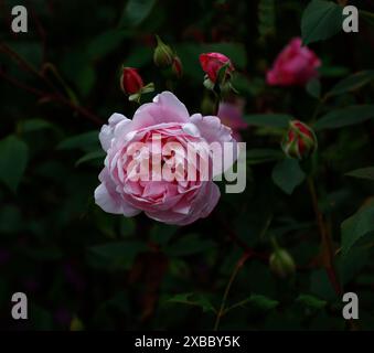 Rose 'Mary Delany' weiche rosa Blüte David Austin englische Kletterrose. Einzelblüte mit Knospen vor einem Bokeh aus grünen Blättern. Stockfoto