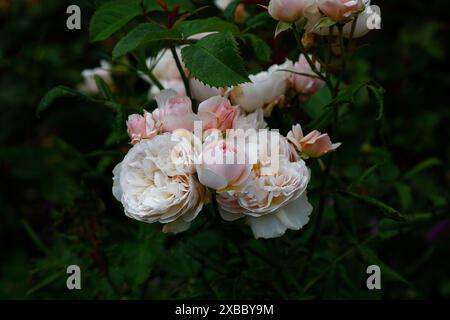 Nahaufnahme der blassrosa Blume der Sommerblühenden englischen Gartenstrauchrose rosa emily bronte. Stockfoto