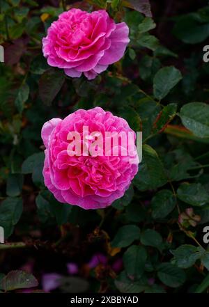 Nahaufnahme der kräftigen rosa Blume der wiederholt blühenden englischen Gartenstrauchrose Rosa englands Rose. Stockfoto