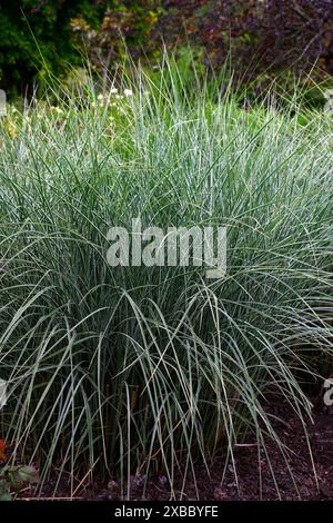 Nahaufnahme der grünen und weißen Streifenblätter des Ziergartengrases miscanthus sinensis Morgenlicht. Stockfoto