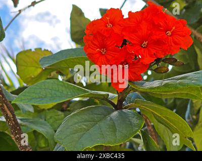 Hellrote Blüten des Geigerbaums oder Cordia Sebestena, flankiert von seinen hellgrünen Blättern -01 Stockfoto