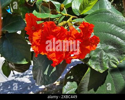 Hellrote Blüten des Geigerbaums, oder Cordia Sebestena, flankiert von seinen hellgrünen Blättern-02 Stockfoto